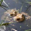 Erdkröten-Pärchen im Laichgewässer